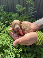 Toypoodle , a male Poodle - Toy  for sale in Fort Myers Shores, FL – Photo 2 of 2