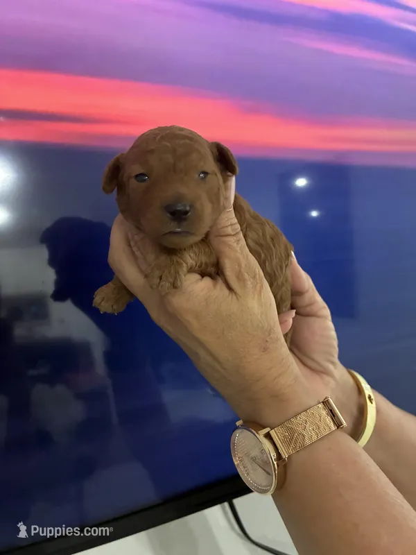 Toypoodle  – Poodle - Toy  puppy for sale in Fort Myers Shores, FL