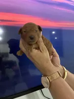 Toypoodle , a male Poodle - Toy  for sale in Fort Myers Shores, FL – Photo 1 of 2