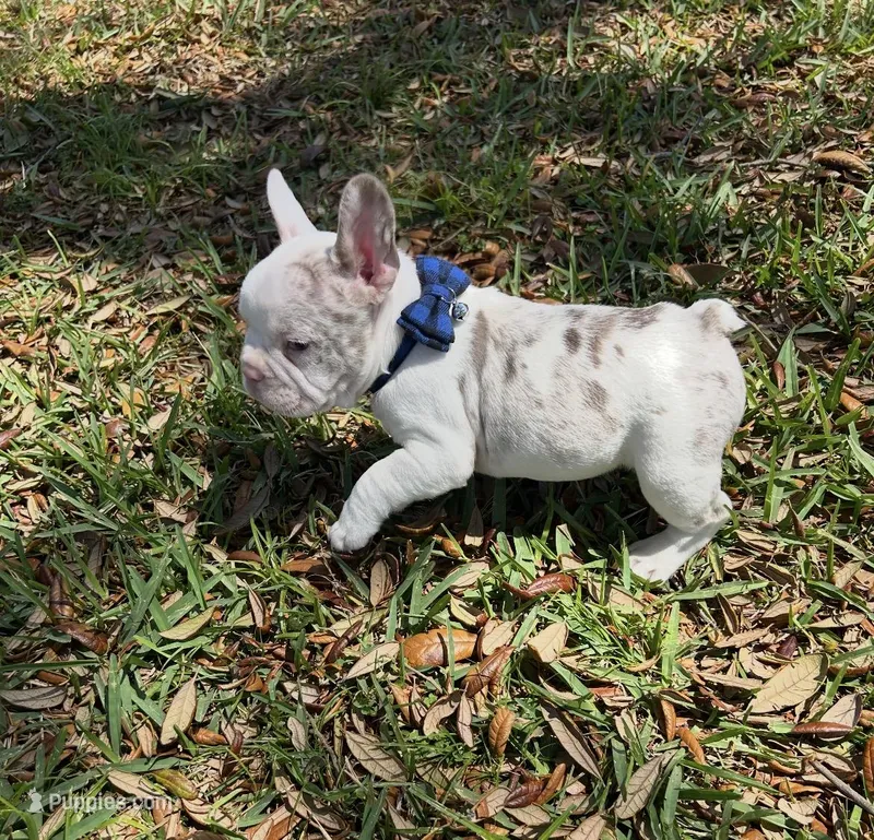 French bulldog  – French Bulldog puppy for sale in Fort Myers Shores, FL