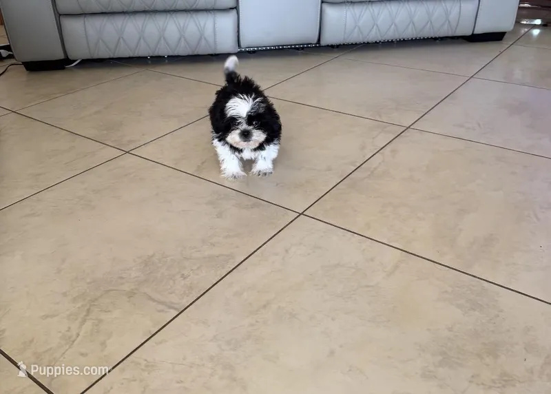 Shih Tzu  – Shih Tzu puppy for sale in Fort Myers Shores, FL