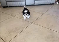 Shih Tzu , a male Shih Tzu for sale in Fort Myers Shores, FL – Photo 1 of 2