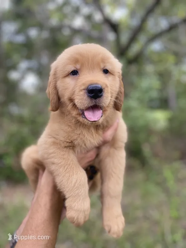 Golden Retriver  – Golden Retriever puppy for sale in Fort Myers Shores, FL