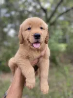Golden Retriver , a female Golden Retriever for sale in Fort Myers Shores, FL – 1 of 2