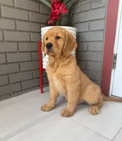 Golden retriever , a female Golden Retriever for sale in Fort Myers Shores, FL – 2 of 2