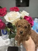 Toypoodle , a male Poodle - Toy  for sale in Fort Myers Shores, FL – Photo 2 of 2