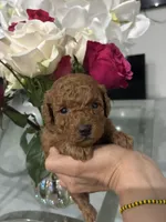 Toypoodle , a male Poodle - Toy  for sale in Fort Myers Shores, FL – Photo 1 of 2