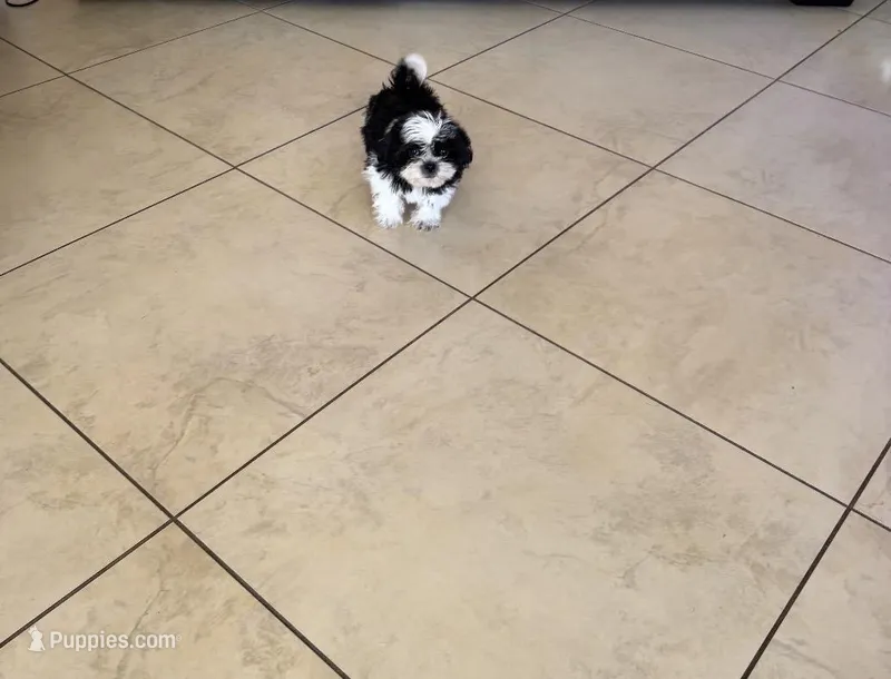 Shih tzu – Shih Tzu puppy for sale in Fort Myers Shores, FL