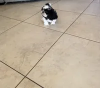 Shih tzu, a male Shih Tzu for sale in Fort Myers Shores, FL – Photo 2 of 2