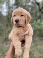 Golden retriever , a female Golden Retriever for sale in Fort Myers Shores, FL – Photo 2 of 2