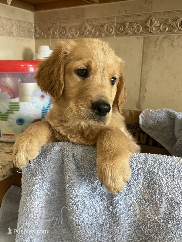 Golden retriever  – Golden Retriever puppy for sale in Fort Myers Shores, FL