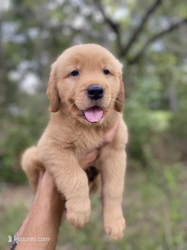 Golden retriever  – Golden Retriever puppy for sale in Fort Myers Shores, FL