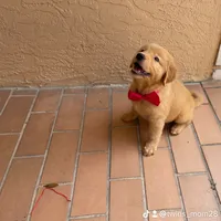 Golden Retriver , a female Golden Retriever for sale in Fort Myers Shores, FL – 2 of 2