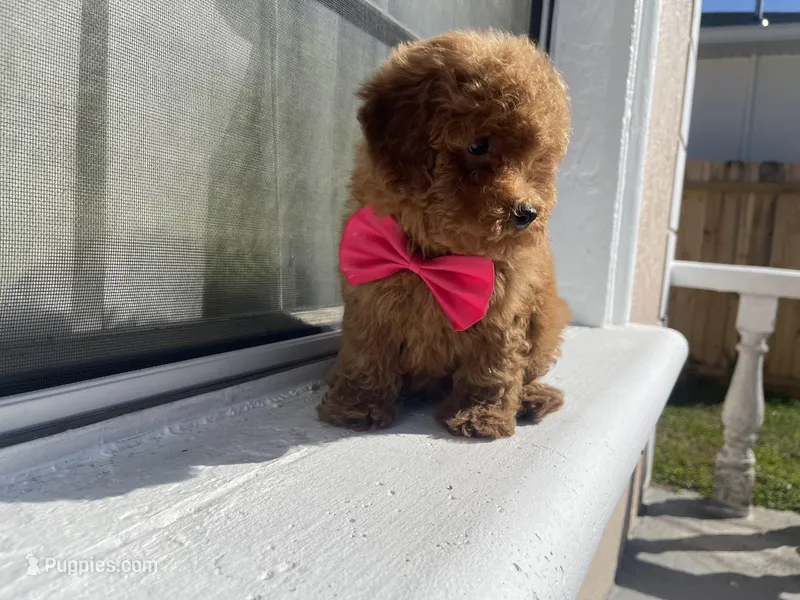 Toypoodle  – Poodle - Toy  puppy for sale in Fort Myers Shores, FL