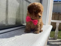Toypoodle , a female Poodle - Toy  for sale in Fort Myers Shores, FL – Photo 1 of 2