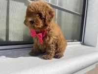 Toypoodle , a female Poodle - Toy  for sale in Fort Myers Shores, FL – Photo 2 of 2