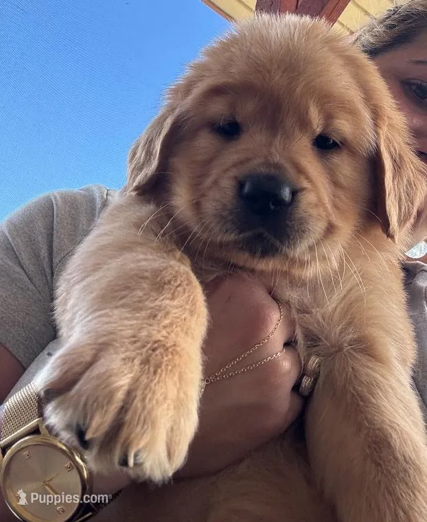 Golden retriever  – Golden Retriever puppy for sale in Fort Myers Shores, FL