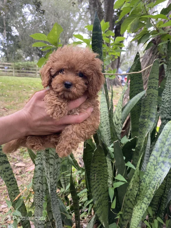 Toypoodle , a male Poodle - Toy  for sale in Fort Myers Shores, FL – 1 of 1