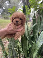 Toypoodle , a male Poodle - Toy  for sale in Fort Myers Shores, FL – 1 of 1