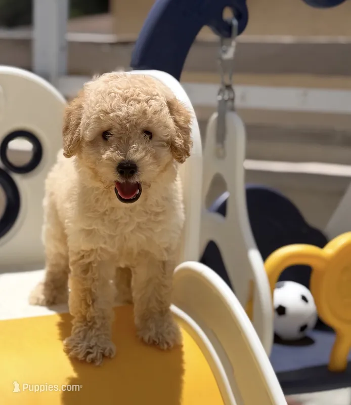 Maltipoo – Maltipoo puppy for sale in Fort Myers Shores, FL