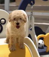 Maltipoo, a male Maltipoo for sale in Fort Myers Shores, FL – 1 of 1