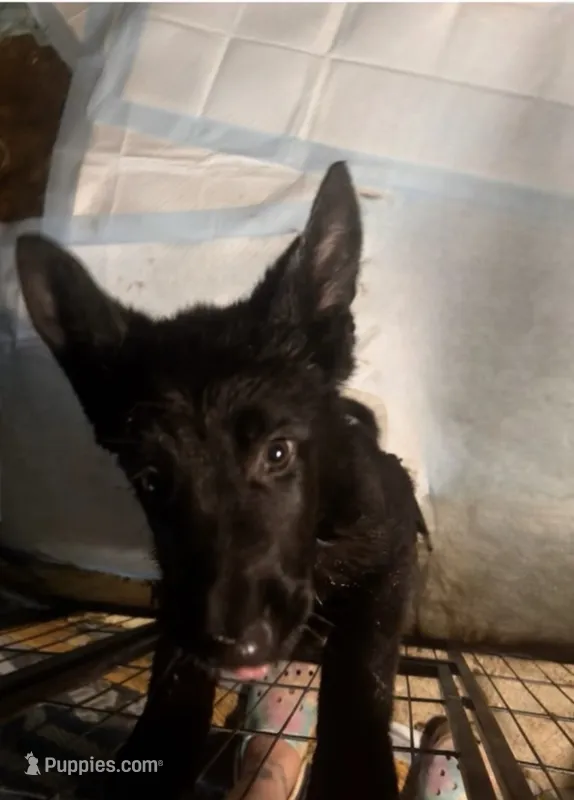 Bear – German Shepherd Dog puppy for sale in Marilla, NY