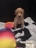 Peanut, a female Golden Retriever for sale in Cottage Grove, WI – Photo 1 of 7