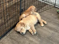 Peanut, a female Golden Retriever for sale in Cottage Grove, WI – Photo 2 of 7
