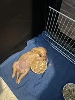 Peanut, a female Golden Retriever for sale in Cottage Grove, WI – Photo 4 of 7