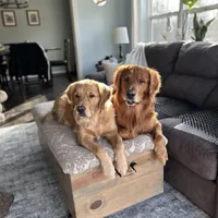 Tater - Ready Now, a male Golden Retriever for sale in Cottage Grove, WI – Photo 4 of 6