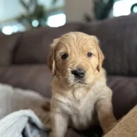 Tater - Ready Now, a male Golden Retriever for sale in Cottage Grove, WI – Photo 1 of 6