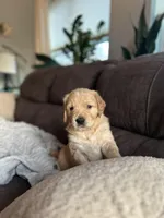 Tater, a male Golden Retriever for sale in Cottage Grove, WI – Photo 3 of 6