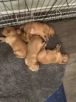 Boy 5, a male Golden Retriever for sale in Cottage Grove, WI – Photo 7 of 7