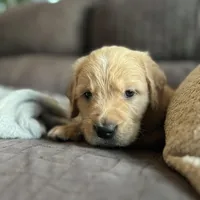 Tater - Ready Now, a male Golden Retriever for sale in Cottage Grove, WI – Photo 2 of 6