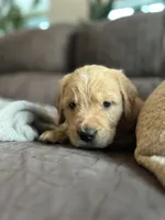 Tater, a male Golden Retriever for sale in Cottage Grove, WI – Photo 2 of 6