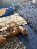 Boy 3, a male Golden Retriever for sale in Cottage Grove, WI – Photo 6 of 7