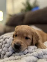 Frito, a male Golden Retriever for sale in Cottage Grove, WI – Photo 2 of 7