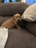 Frito, a male Golden Retriever for sale in Cottage Grove, WI – Photo 5 of 7