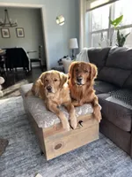 Boy 4, a male Golden Retriever for sale in Cottage Grove, WI – Photo 4 of 7