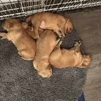 Pickles - Ready Now!, a male Golden Retriever for sale in Cottage Grove, WI – Photo 6 of 7