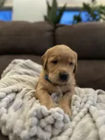 Frito, a male Golden Retriever for sale in Cottage Grove, WI – Photo 4 of 7