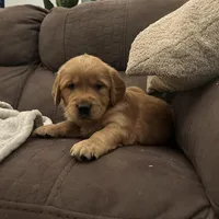 Pickles - Ready Now!, a male Golden Retriever for sale in Cottage Grove, WI – Photo 1 of 7