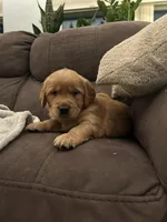 Pickles, a male Golden Retriever for sale in Cottage Grove, WI – Photo 1 of 7