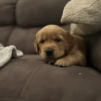 Pickles - Ready Now!, a male Golden Retriever for sale in Cottage Grove, WI – Photo 7 of 7