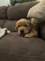 Pickles, a male Golden Retriever for sale in Cottage Grove, WI – Photo 7 of 7
