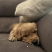 Pickles - Ready Now!, a male Golden Retriever for sale in Cottage Grove, WI – Photo 2 of 7