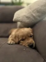 Pickles, a male Golden Retriever for sale in Cottage Grove, WI – Photo 2 of 7
