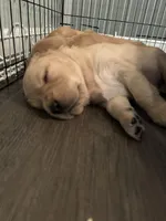 Boy 6, a male Golden Retriever for sale in Cottage Grove, WI – Photo 3 of 7
