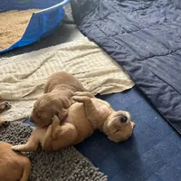 Fritter - Ready Now!, a male Golden Retriever for sale in Cottage Grove, WI – Photo 6 of 7