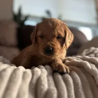 Fritter - Ready Now!, a male Golden Retriever for sale in Cottage Grove, WI – Photo 2 of 7